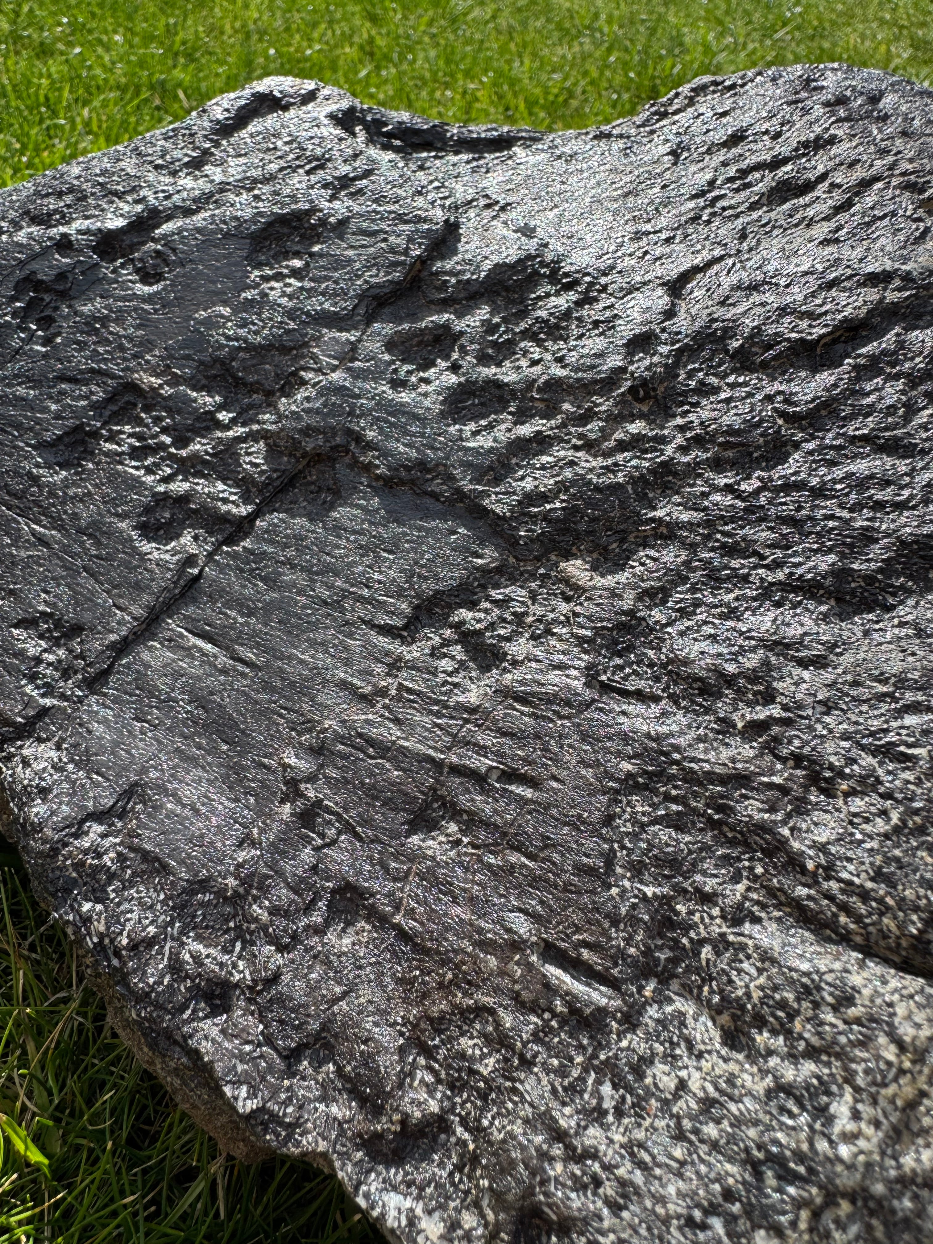 Sauropod Distal Tibia