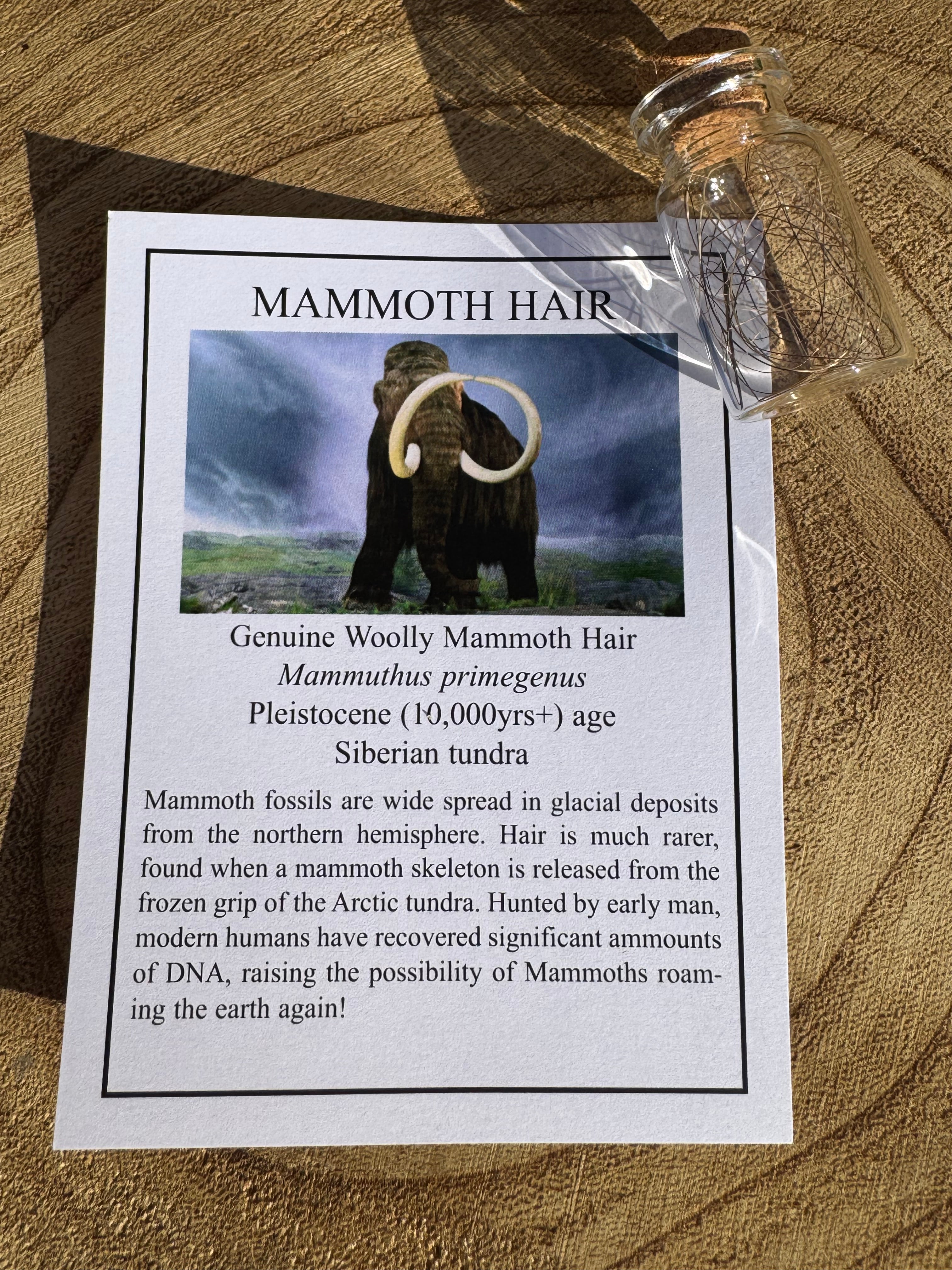 Woolly Mammoth Hair ￼