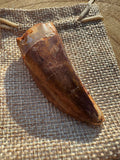 Carchacadantasamus Tooth