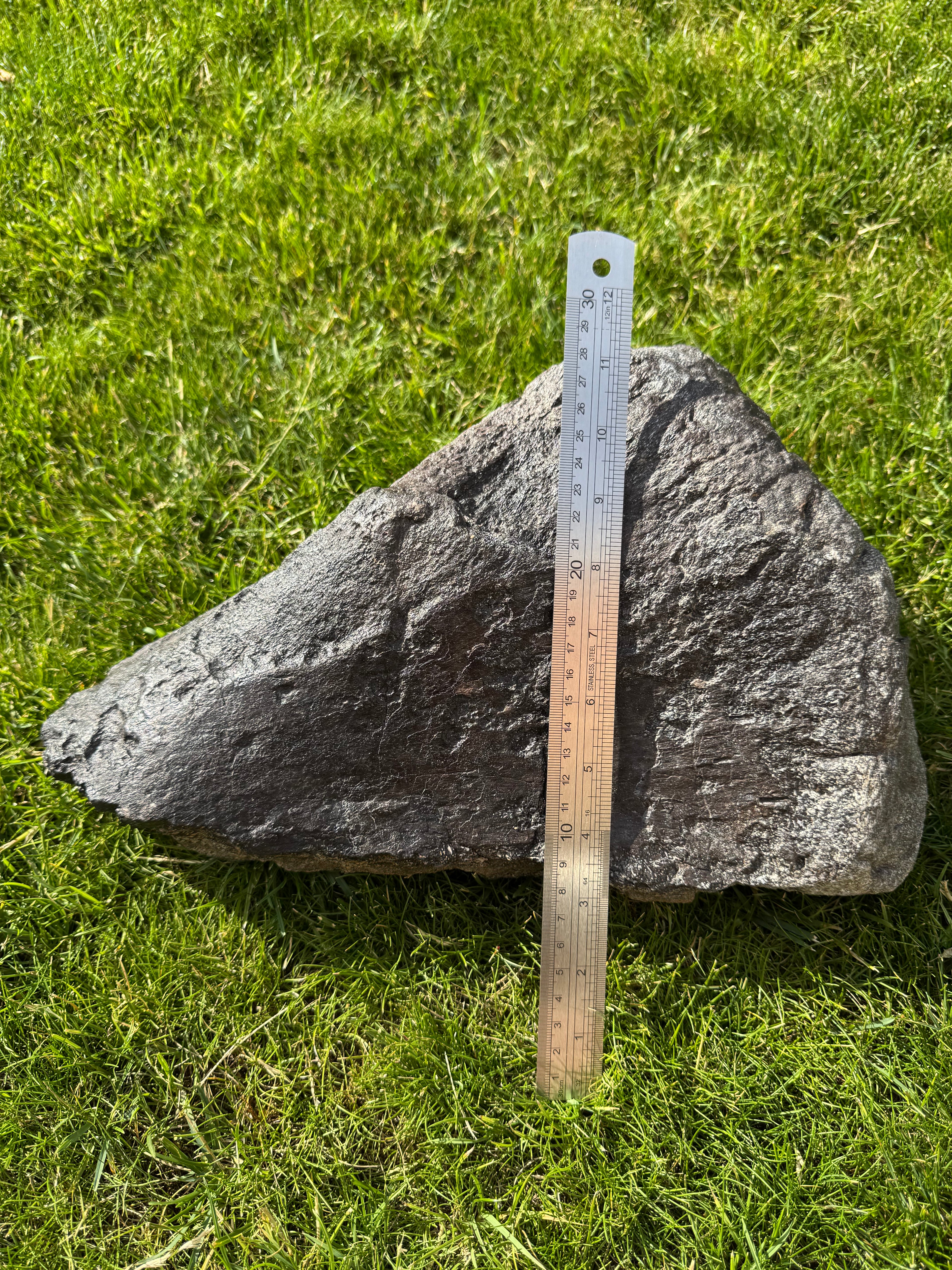 Sauropod Distal Tibia