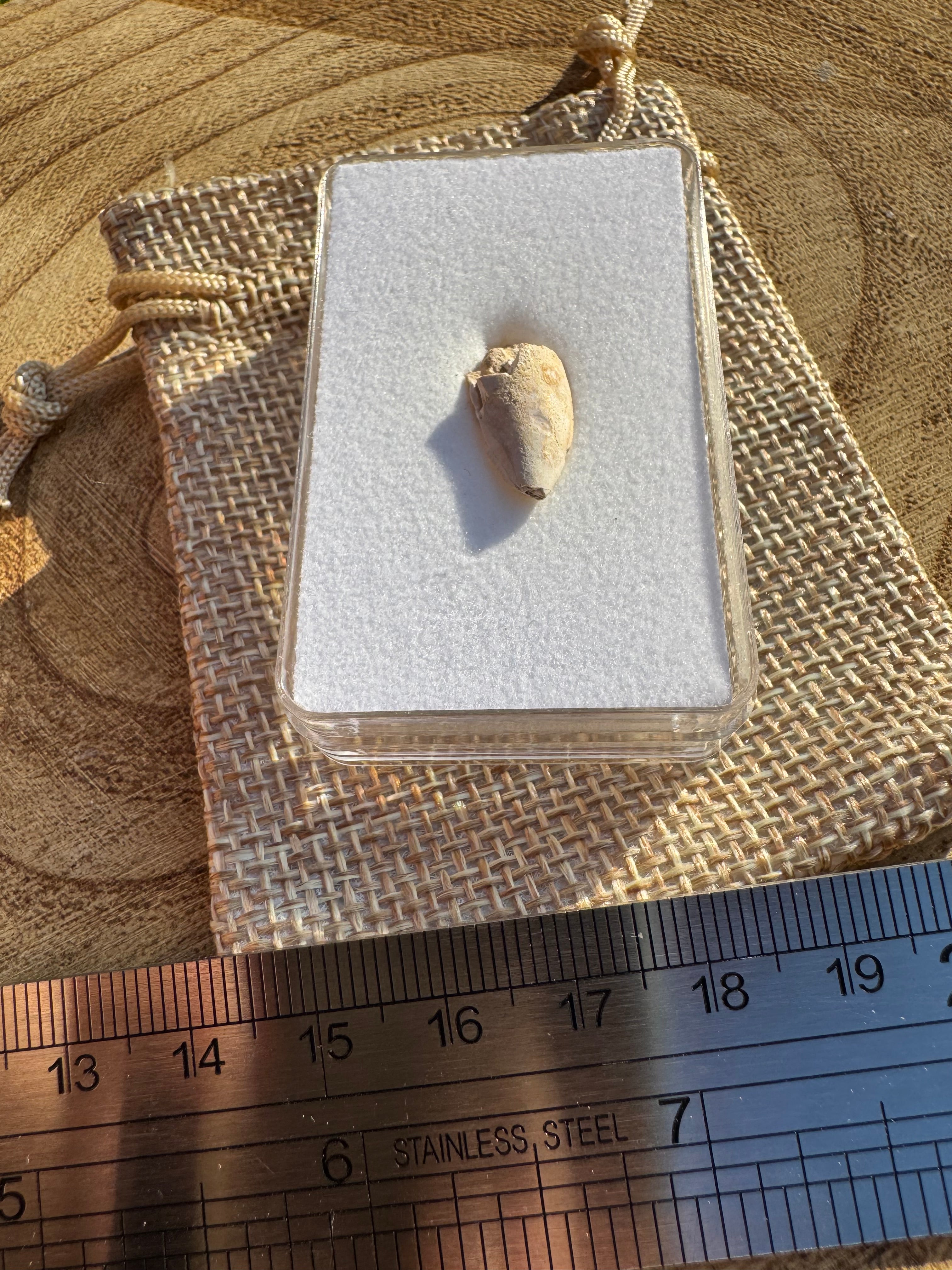 Majungasaurus Tooth