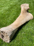 Ulna of a Woolly Mammoth