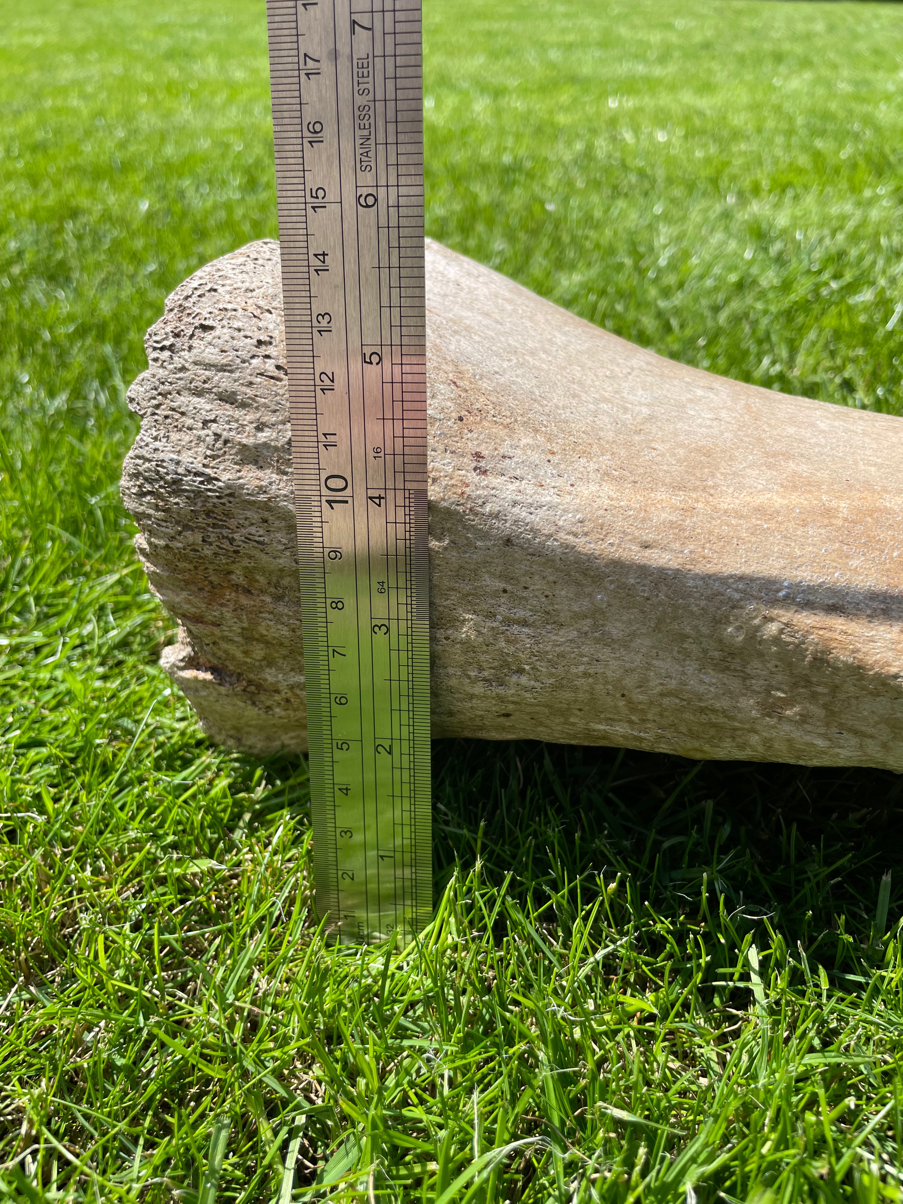 Ulna of a Woolly Mammoth