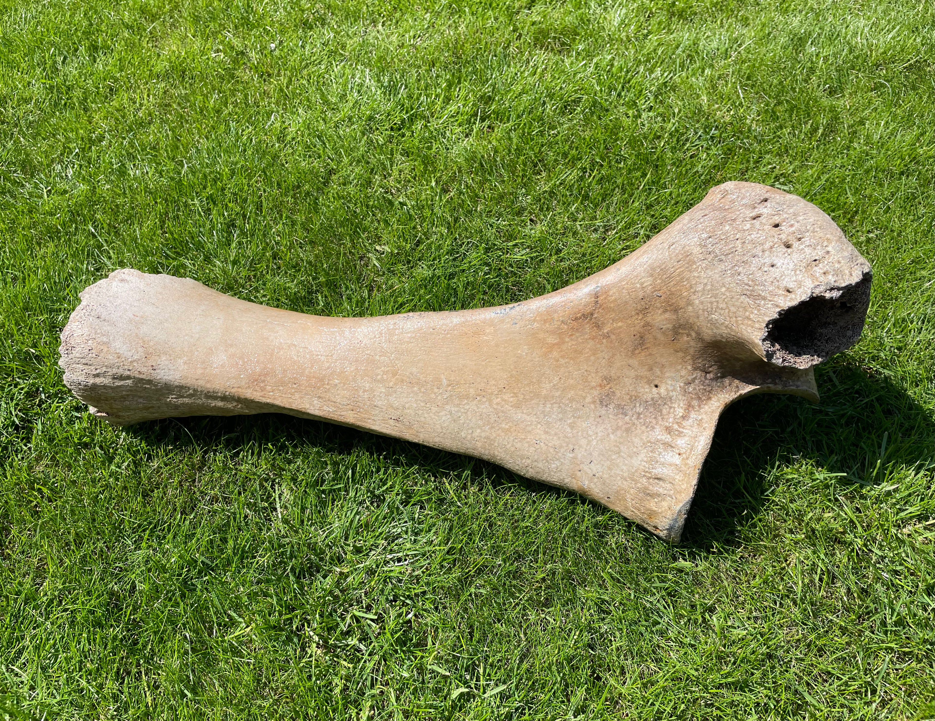 Ulna of a Woolly Mammoth